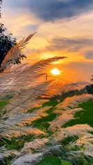 Kashful flowers l Kans grass l wild sugarcane l kasful