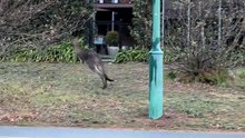 Kangaroos hopping