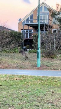 Kangaroos hopping