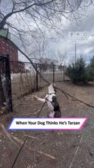 Dog Swings From a Tree Branch Like a Real-Life Tarzan in Training|| Heartsome 💖