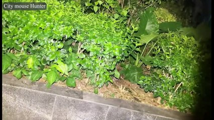 SLINGSHOT Rat Hunt 2025 🐀💥 Head-Shot Compilation + Giant African Snail Showdown | Peanut Ammo