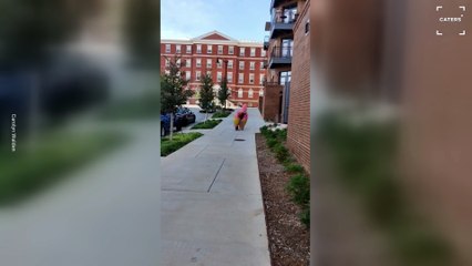 Funny Moment Woman Dressed Up as Patrick Star Falls off Scooter