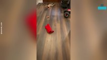 Mom Catches Kid Eating off the Floor