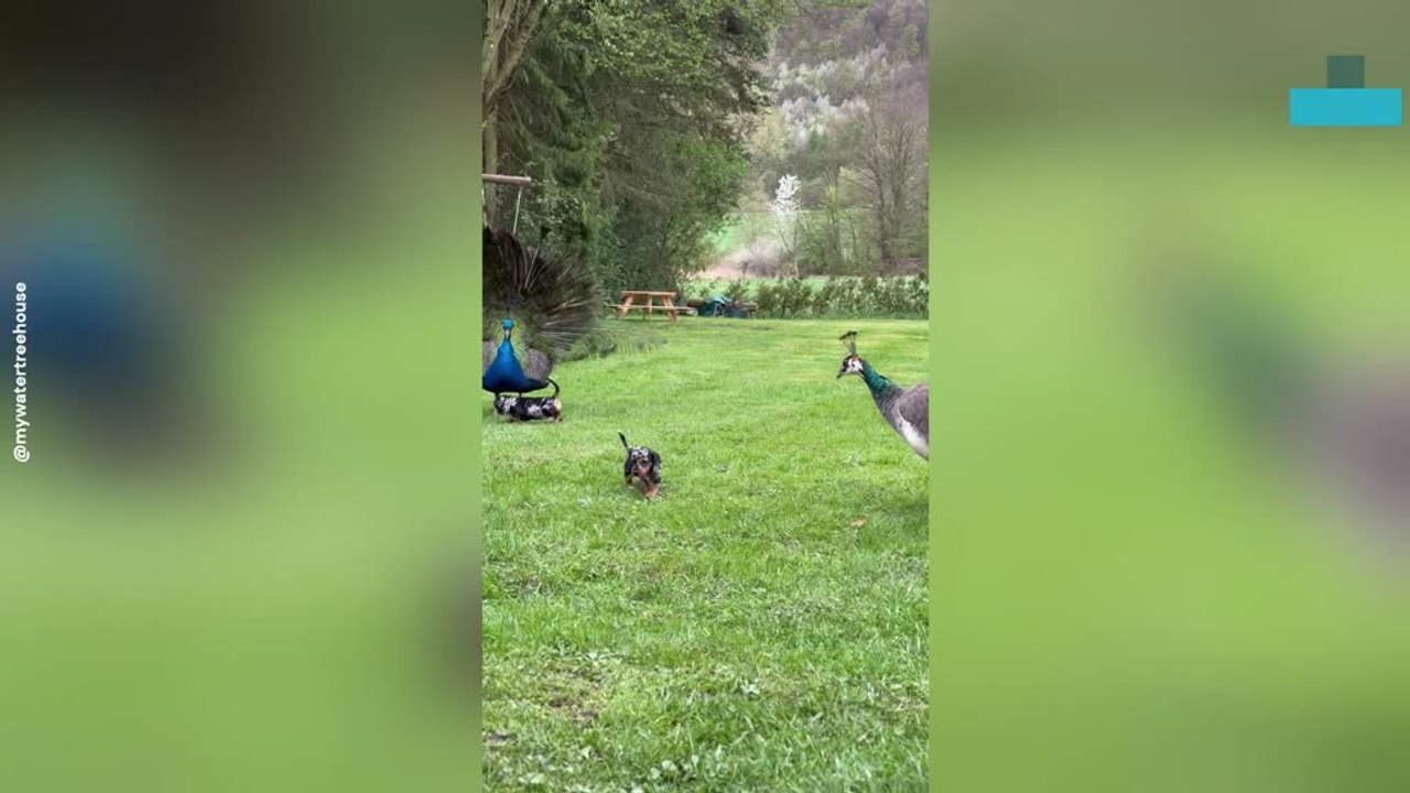 Puppies Playfully Challenge Peacocks in the Garden