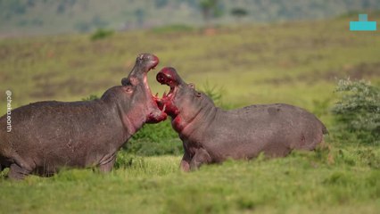 Rare Moment Captured of a Wild Showdown Between Two Hippos
