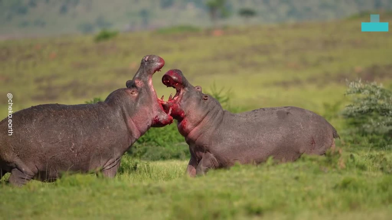 Rare Moment Captured of a Wild Showdown Between Two Hippos