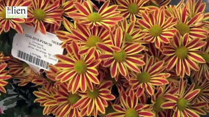 Chrydance Zumba gold fire - SelectaOne