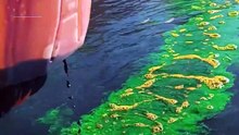 Extinction Rebellion dye waters of 10 Italian cities green