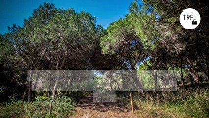 Existe un bosque en España tan frágil que solo podemos verlo 10 días al año: es una joya inolvidable que hay que mantener