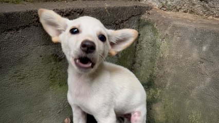 Woman Uses Her Nightgown To Rescue Terrified Puppy