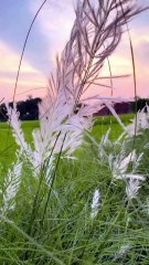 Kashful flowers l Kans grass l wild sugarcane l kasful