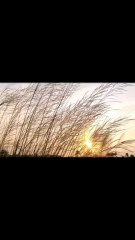 Kashful flowers l Kans grass l wild sugarcane l kasful