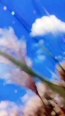 Kashful flowers l Kans grass l wild sugarcane l kasful