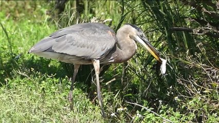 Heron Swallows Baby Alligator Whole — Then Mum Strikes Back