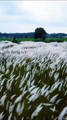 Kashful flowers l Kans grass l wild sugarcane l kasful