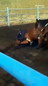 Débourrer un cheval à l'ancienne... impressionnant