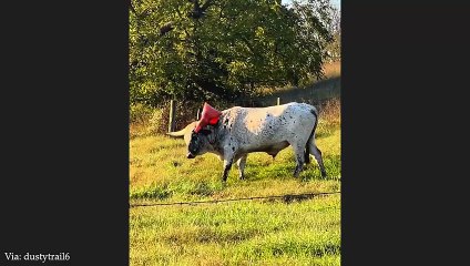 Animals Cant Stop Being Hilarious😂 NEW Funny ANIMALS Video of Year#animals