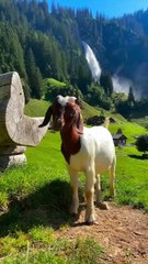 Exploring Swiss Wilderness: Animals and Trees in the Alps