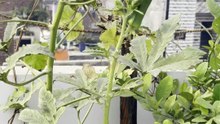 Fresh Okra (Bhindi) Harvest from My Terrace Garden