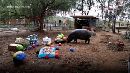 The World’s Oldest Pygmy Hippo Celebrates 52nd Birthday With a Hungry, Hungry Hippos Themed Party