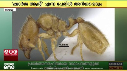 'ഷാർജ ആന്റ്'; ഷാർജയിൽ അപൂർവയിനം ഉറുമ്പിനെ കണ്ടെത്തി