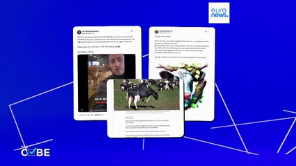 Tényellenőrzés: egy takarmány-adalékanyag miatt pusztulnak a tehenek Dániában?