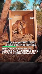 Histórico regreso del jaguar al Amazonas tras rescate y rehabilitación