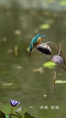 Kingfishers dive at 25–40 km/h, hitting the water with pinpoint precision