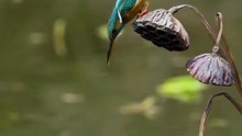 Kingfishers dive at 25–40 km/h, hitting the water with pinpoint precision