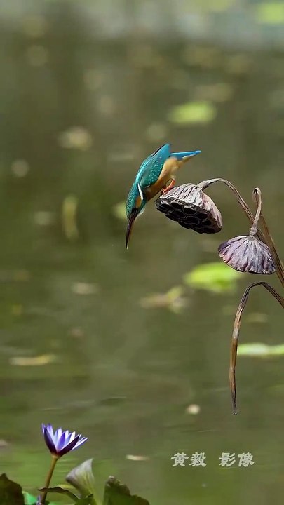 Kingfishers dive at 25–40 km/h, hitting the water with pinpoint precision