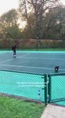 Puppy Steals Tennis Ball