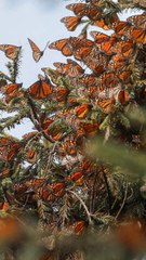 Arranca temporada de mariposas monarca en México