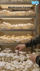 Mushroom Farming Business Idea Indoor Mushroom Growing for Profit Start Oyster Mushroom Farming  #mushroomfarming #oystermushrooms #agrobusiness #smallfarmideas #foodbusiness2025 #growmushrooms #indoorfarming #highprofitbusiness #craftlyvibes
