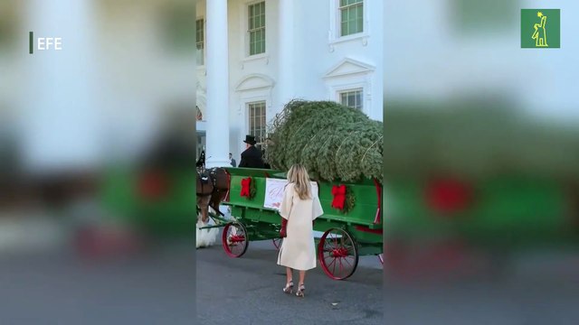 Melania Trump recibe el árbol de navidad de la Casa Blanca