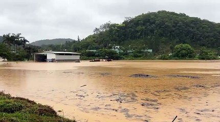 Vacas ficam presas em meio a alagamento em Luiz Alves; VEJA VÍDEO
