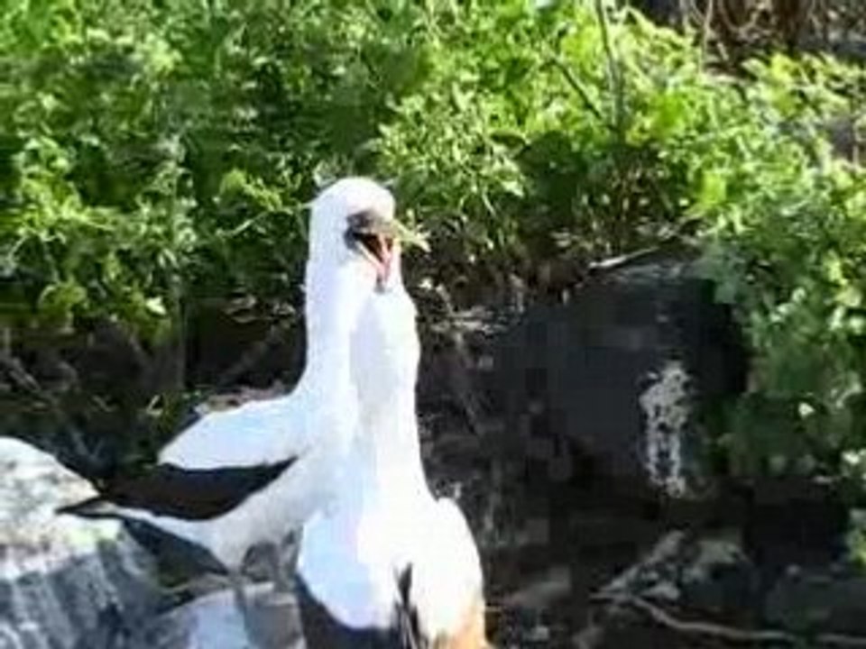 fous galapagos