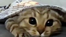 Funny Cat 😻🐈 #shorts #cat #funnycats #kitten #babycat #kitty