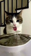 So Cute Cat 😍❣️😻 #shorts #cat #babycat #kitten