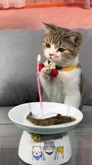 So Sweet Cat 😻❣️ #shorts #cutecat #cat #babycat #kitten #pets #catlover