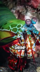 “Top 5 Animals with Mind-Blowing Superpowers You Won’t Believe Exist 😱🤯 _