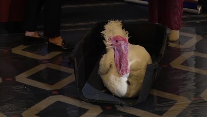 "Gobble" and "Waddle" enjoy a night of luxury at Willard Hotel ahead of Presidential pardon