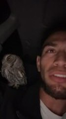 Man Encounters Owl That Perches on His Shoulder