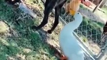 Funniest Cats and Dogs 🐶🐱 _ Funny Animal Videos #9