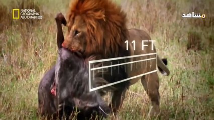 قتال شرس بين ملك قبيلة الأسود و ذكور أخرى تريد مغازلة أناثه !