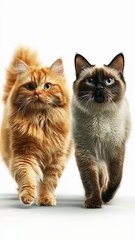 A photograph of two cats walking one is an orange