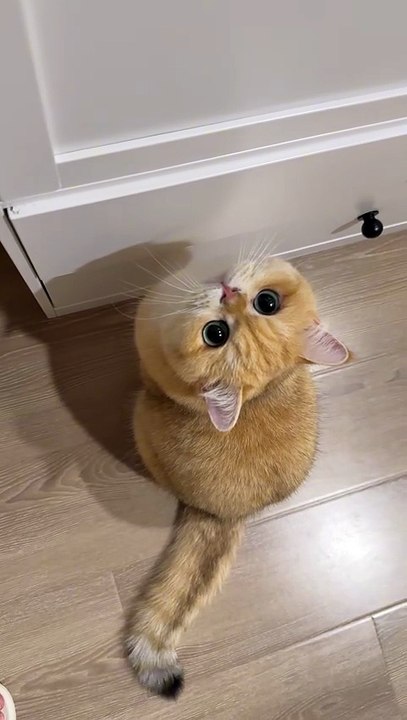 ✨ This Cat Is Just Too Cute! | British Shorthair Golden Kitty 😻