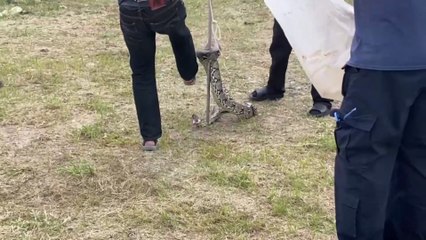 3 meters long Python caught at Pak Kret Thailand #python #thailand