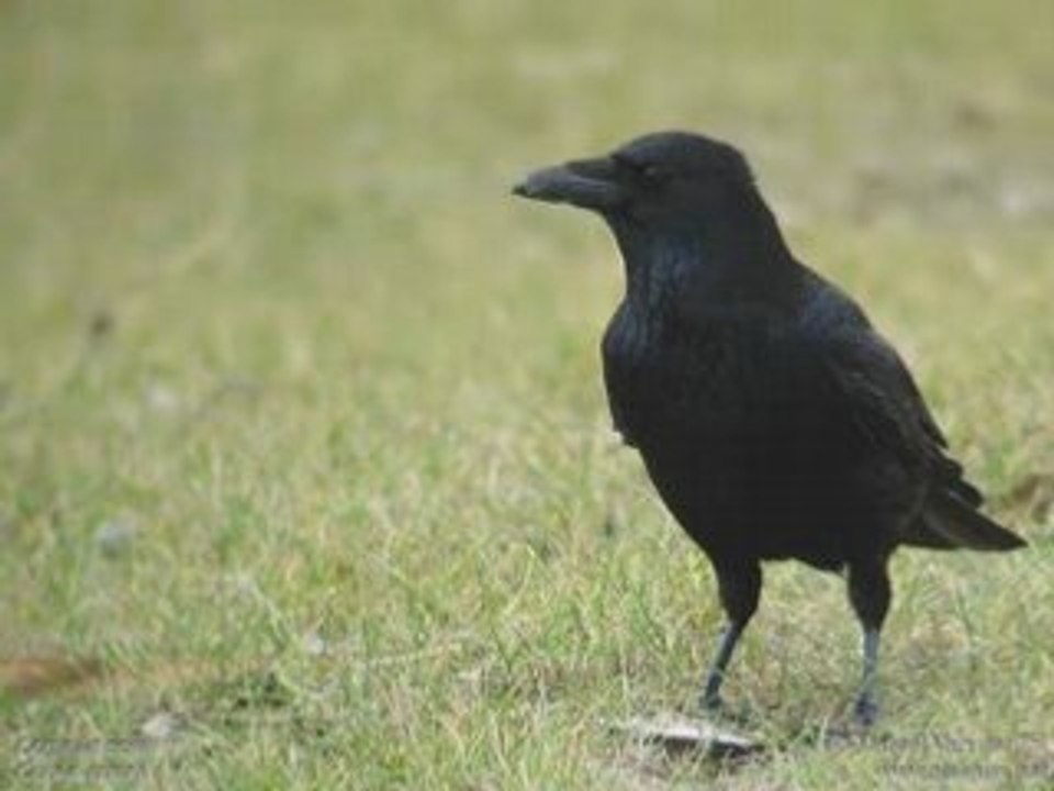 Corneille noire