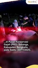 Tiga Gajah Sumatera Betina di Riau Gugur, Populasi di Ujung Tanduk