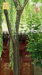 FOUR AND FEARLESS CHEFS, BEWARE! - FULL MOVIES ENGLISH SUB